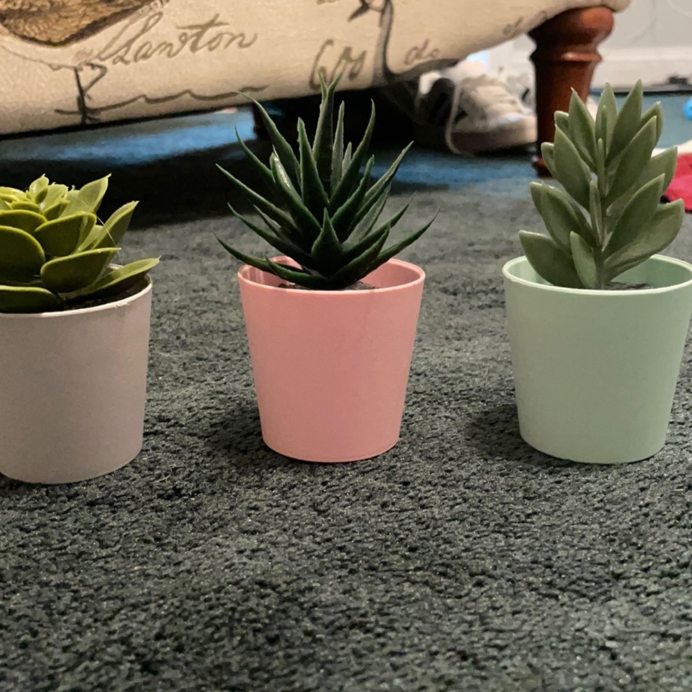 Plant succulents
